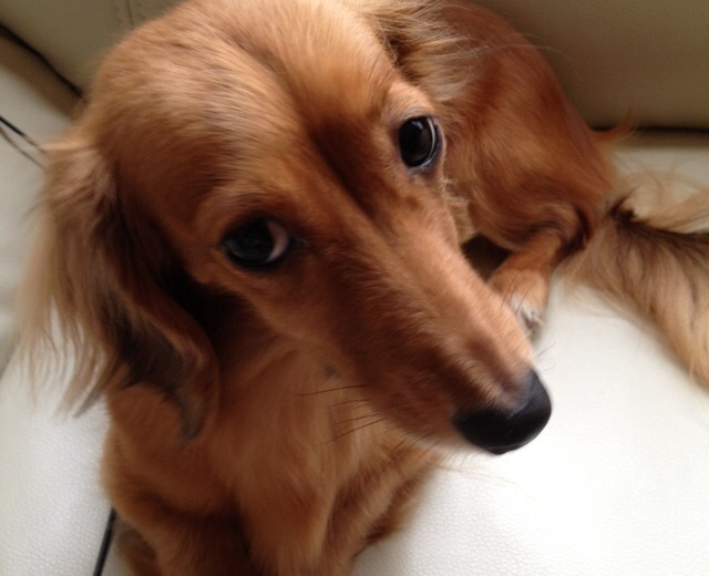 アップロードファイル 1237.jpg