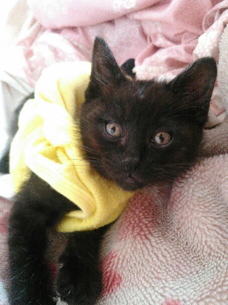 アップロードファイル 1626.jpg