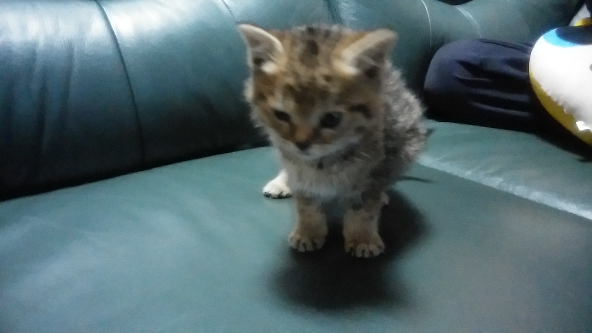 アップロードファイル 1644.jpg